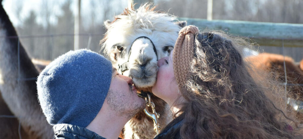 Couple kisses alpaca on its face