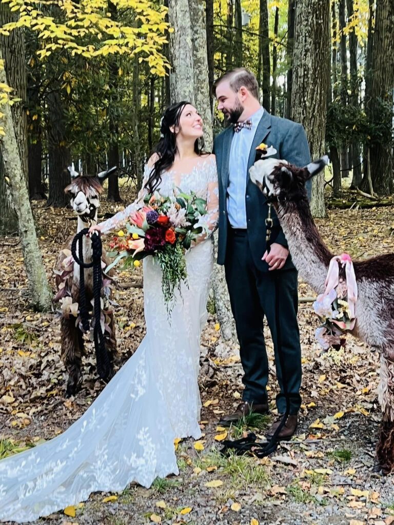 Bride and groom stand with alpacas